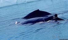 А-а... и горбатые киты