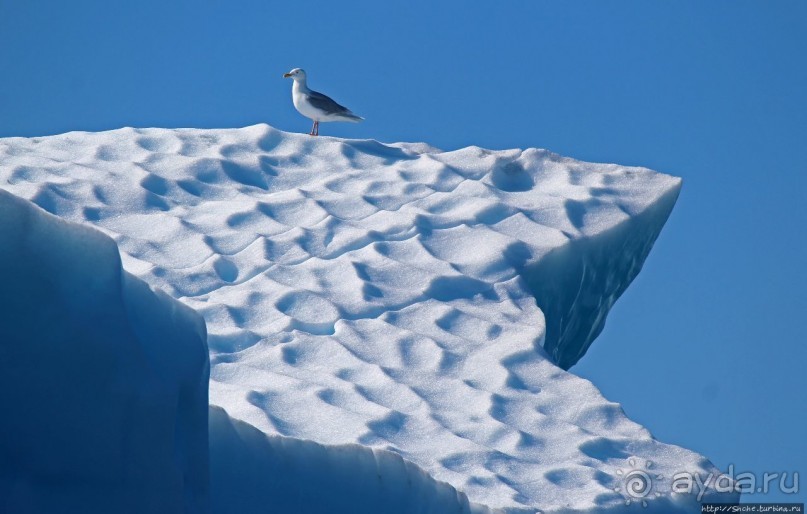 А-а... и горбатые киты