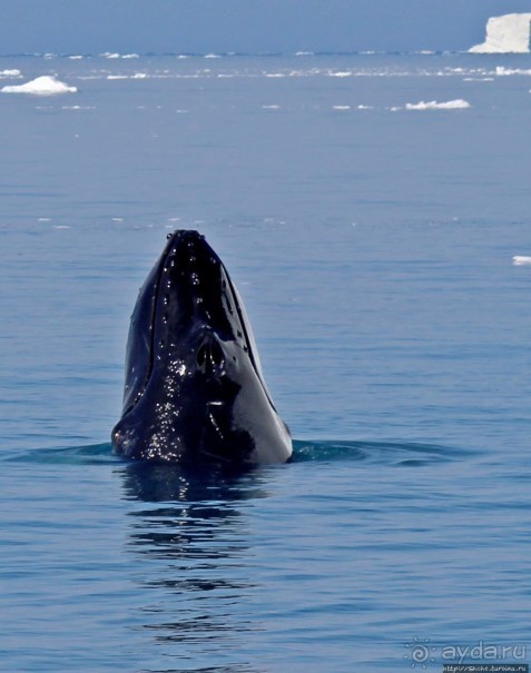 А-а... и горбатые киты