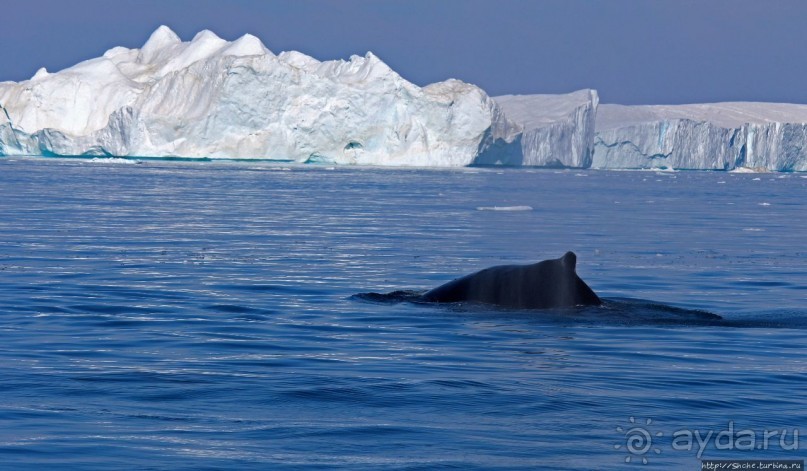 А-а... и горбатые киты