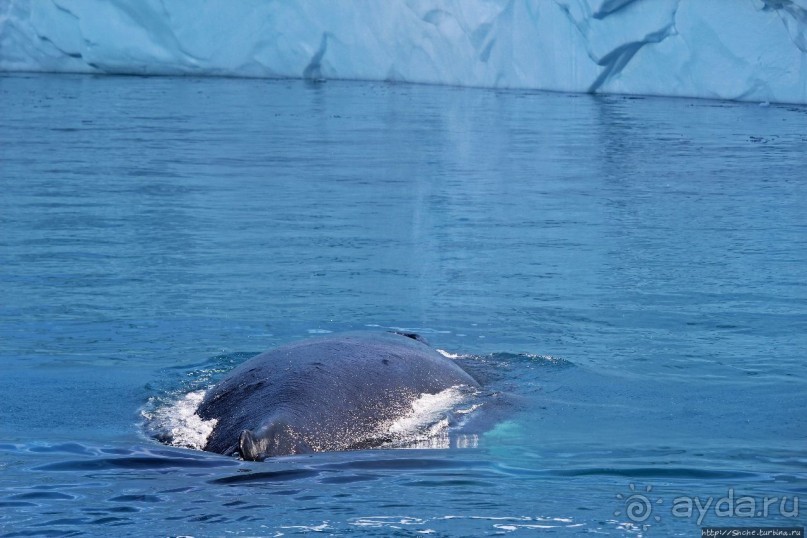 А-а... и горбатые киты