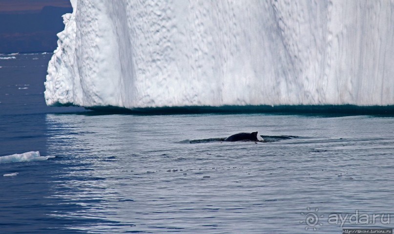 А-а... и горбатые киты