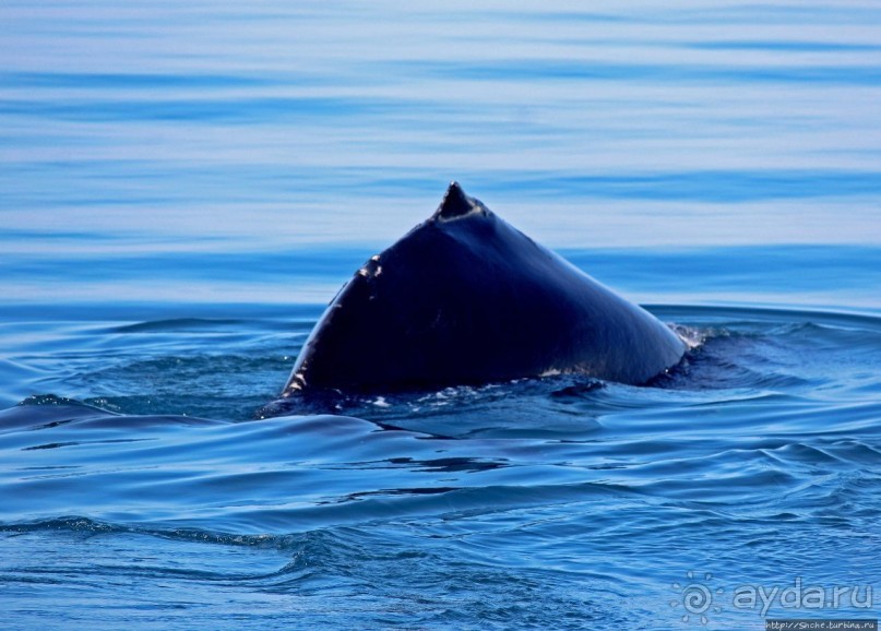 А-а... и горбатые киты