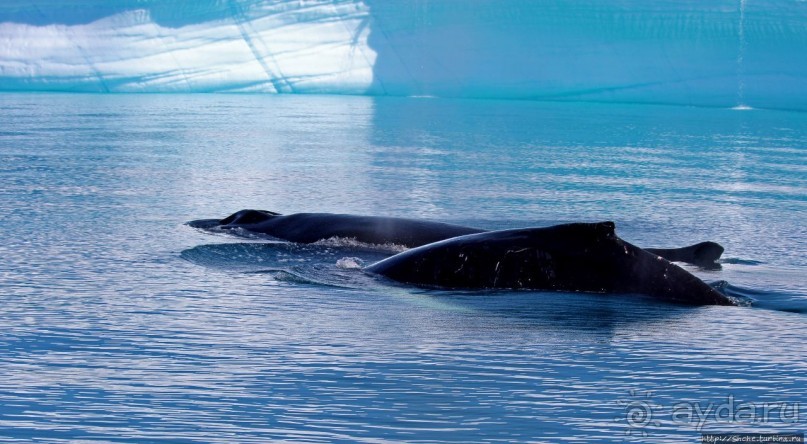 А-а... и горбатые киты