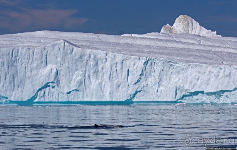 А-а... и горбатые киты