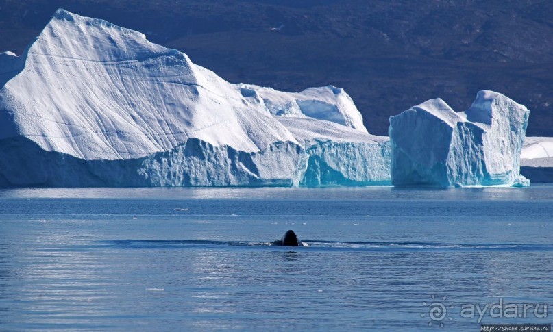 А-а... и горбатые киты
