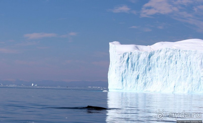 А-а... и горбатые киты