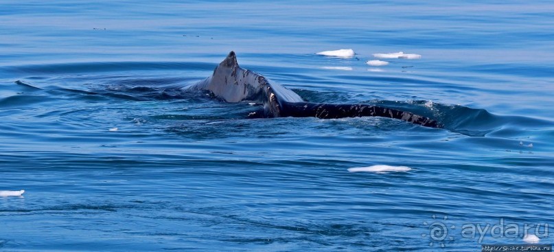 А-а... и горбатые киты