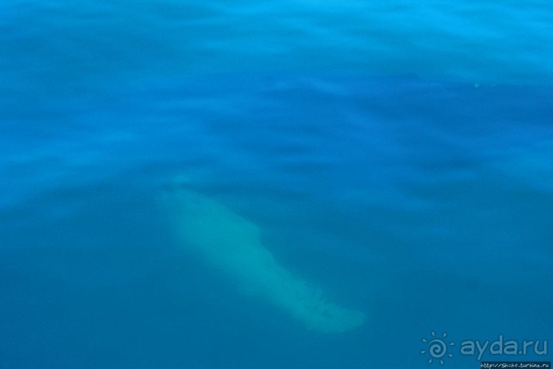 А-а... и горбатые киты