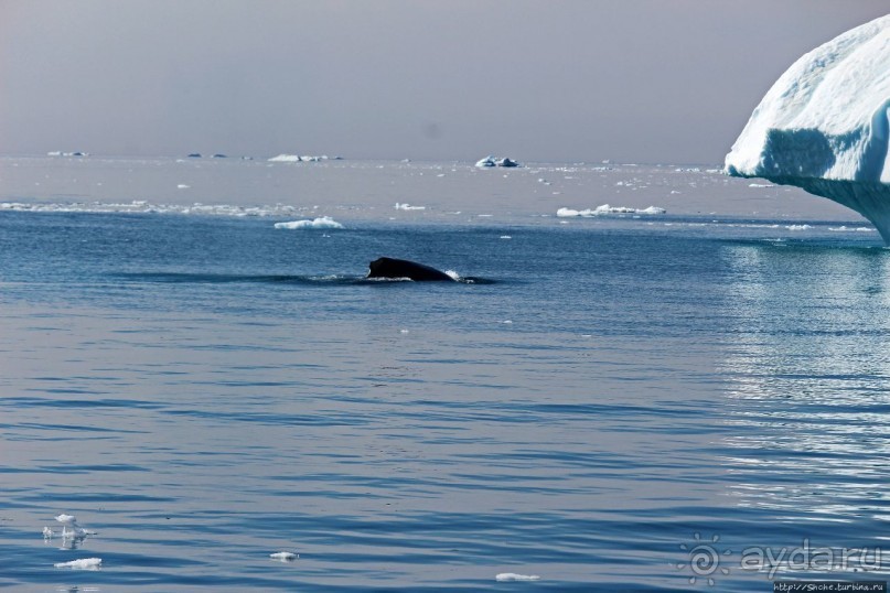 А-а... и горбатые киты