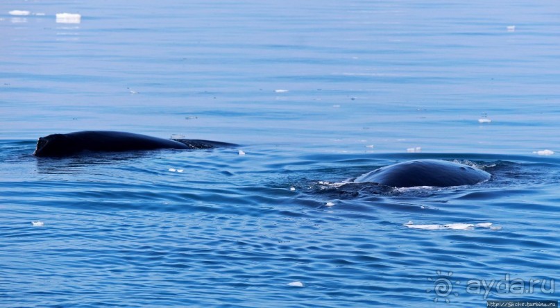 А-а... и горбатые киты