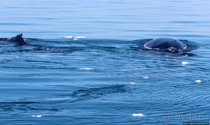 А-а... и горбатые киты