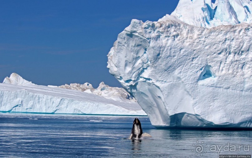 А-а... и горбатые киты