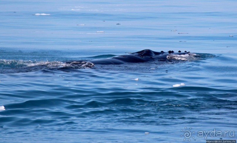 А-а... и горбатые киты