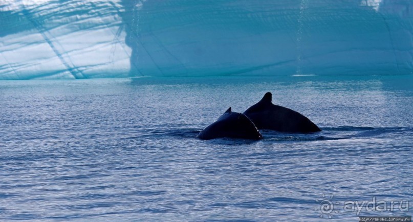 А-а... и горбатые киты