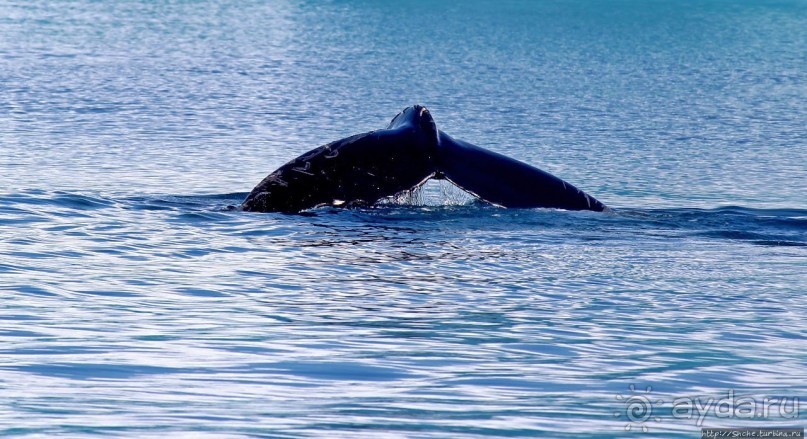 А-а... и горбатые киты