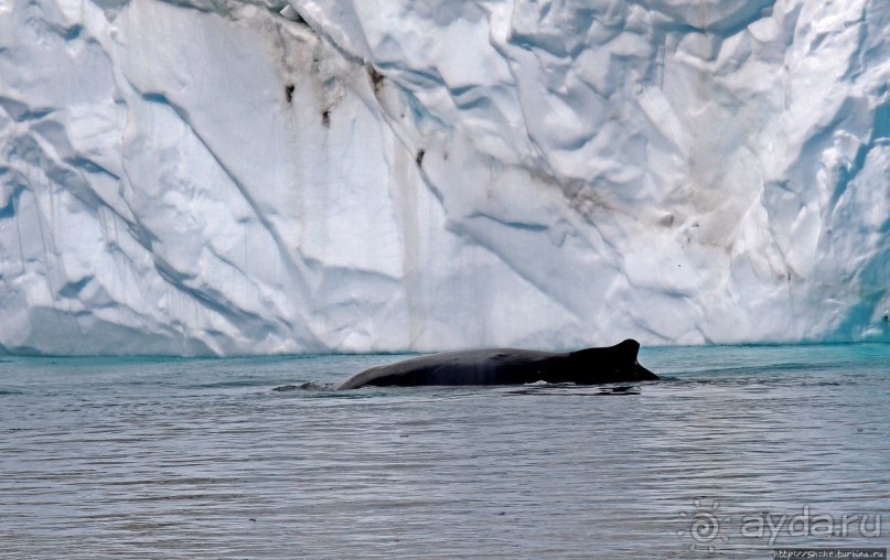 А-а... и горбатые киты