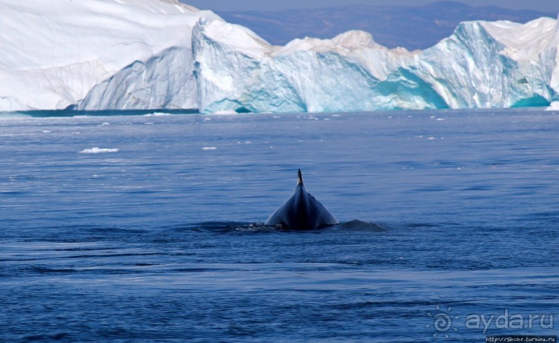 А-а... и горбатые киты