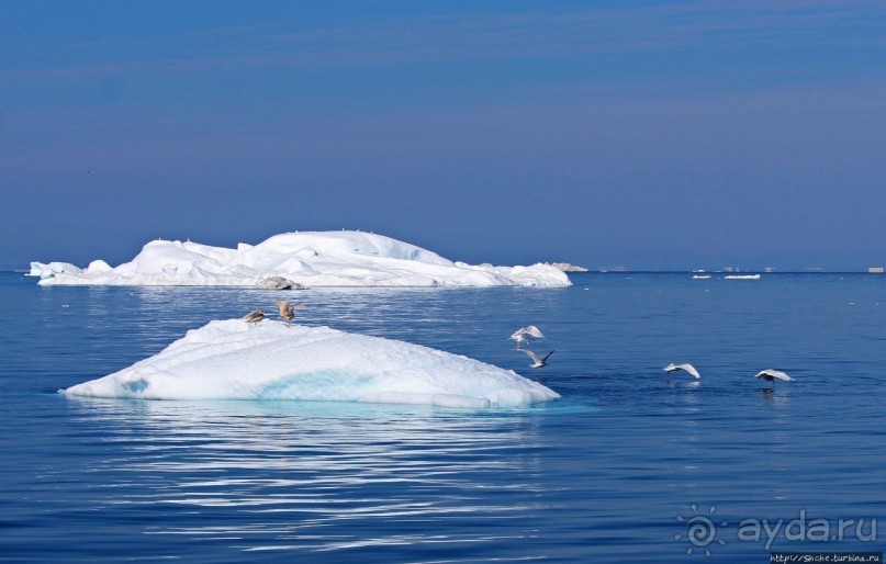 А-а... и горбатые киты