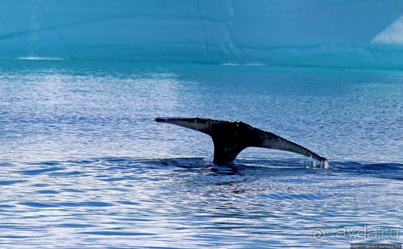 А-а... и горбатые киты