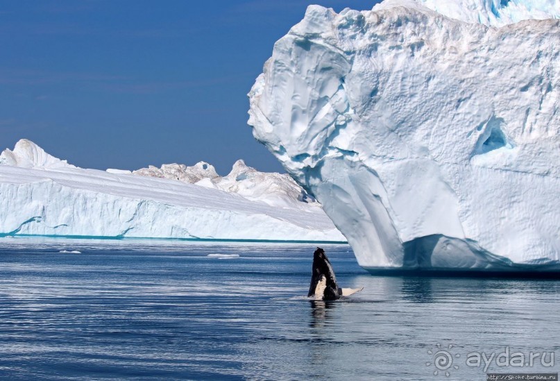 А-а... и горбатые киты