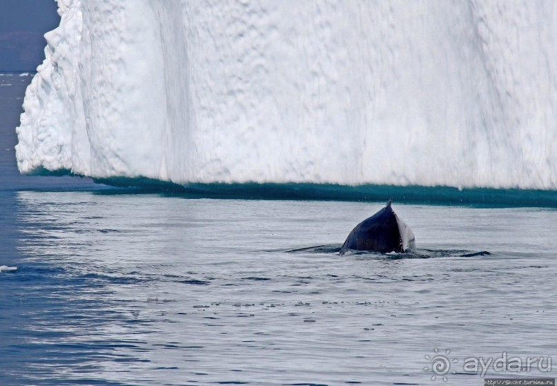 А-а... и горбатые киты