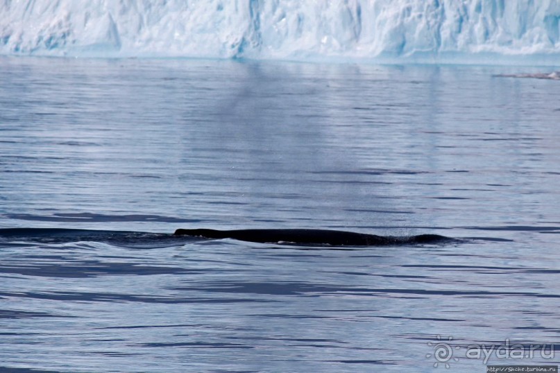 А-а... и горбатые киты