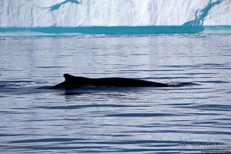 А-а... и горбатые киты