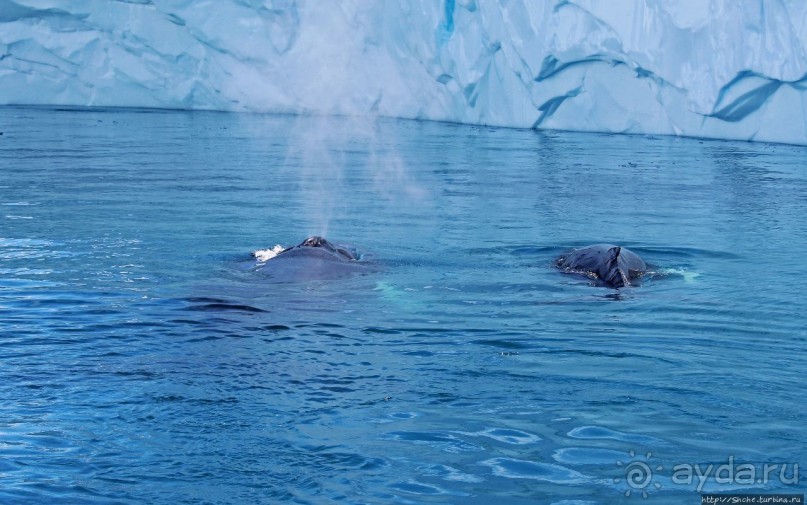 А-а... и горбатые киты