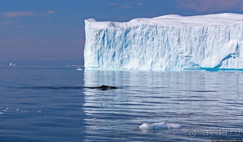 А-а... и горбатые киты