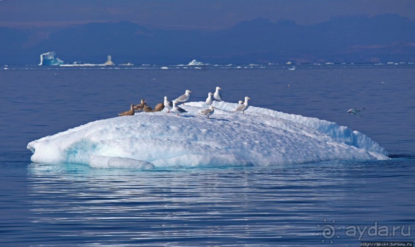 А-а... и горбатые киты