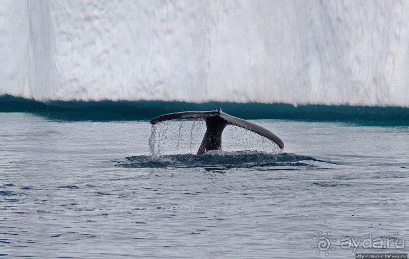 А-а... и горбатые киты
