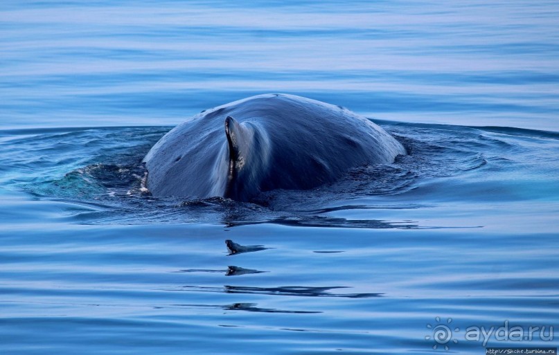 А-а... и горбатые киты