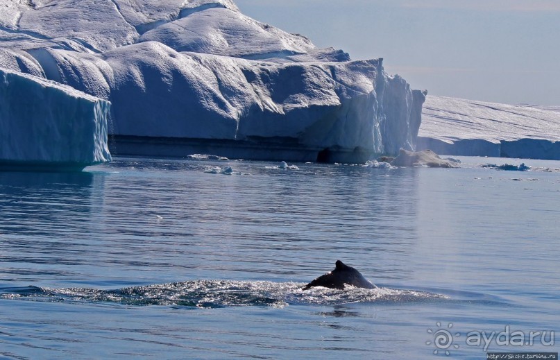А-а... и горбатые киты