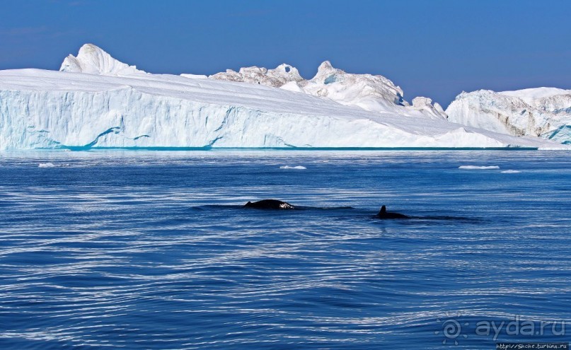 А-а... и горбатые киты