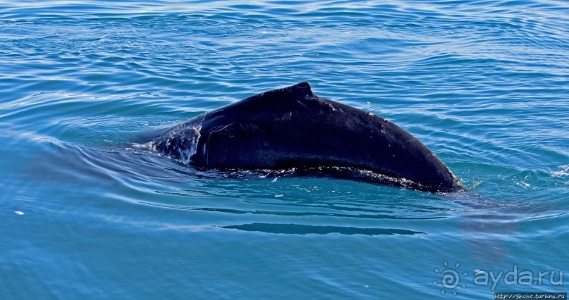 А-а... и горбатые киты