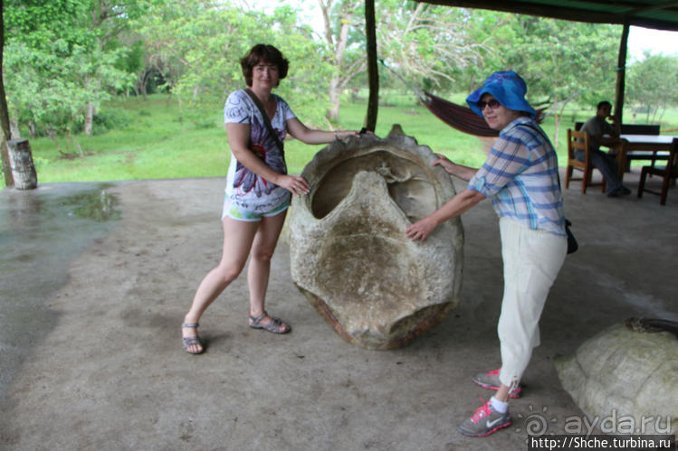 "А теперь покатай меня, Больша-я Тортуга..."