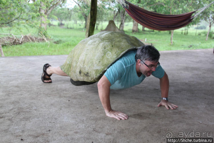 "А теперь покатай меня, Больша-я Тортуга..."