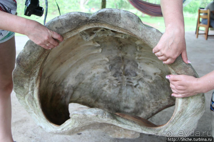 "А теперь покатай меня, Больша-я Тортуга..."