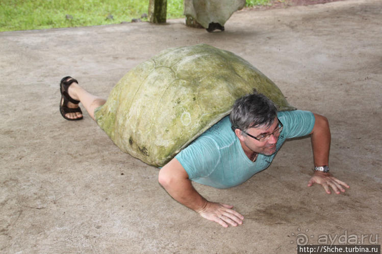 "А теперь покатай меня, Больша-я Тортуга..."