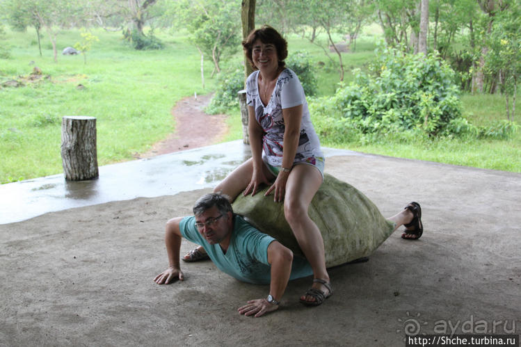 "А теперь покатай меня, Больша-я Тортуга..."