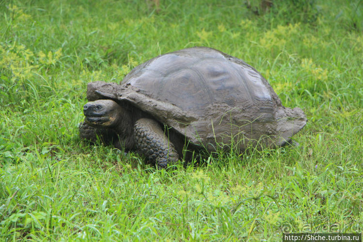 "А теперь покатай меня, Больша-я Тортуга..."