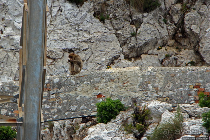 "Cable Car" на самый верх Гибралтара