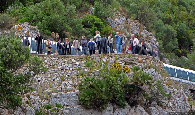 "Cable Car" на самый верх Гибралтара