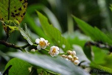 На радость ботаников: по экваториальному лесу в Эквадоре