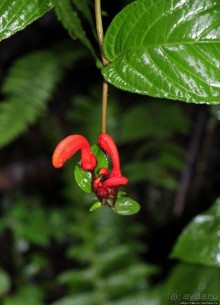 На радость ботаников: по экваториальному лесу в Эквадоре