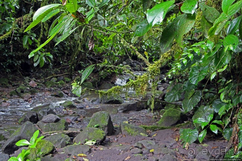 На радость ботаников: по экваториальному лесу в Эквадоре