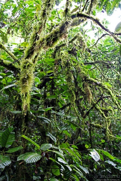 На радость ботаников: по экваториальному лесу в Эквадоре