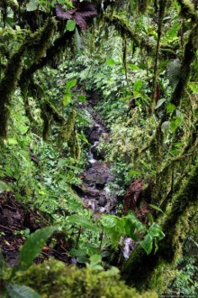 На радость ботаников: по экваториальному лесу в Эквадоре