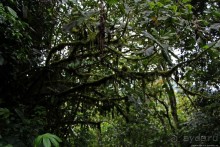 На радость ботаников: по экваториальному лесу в Эквадоре